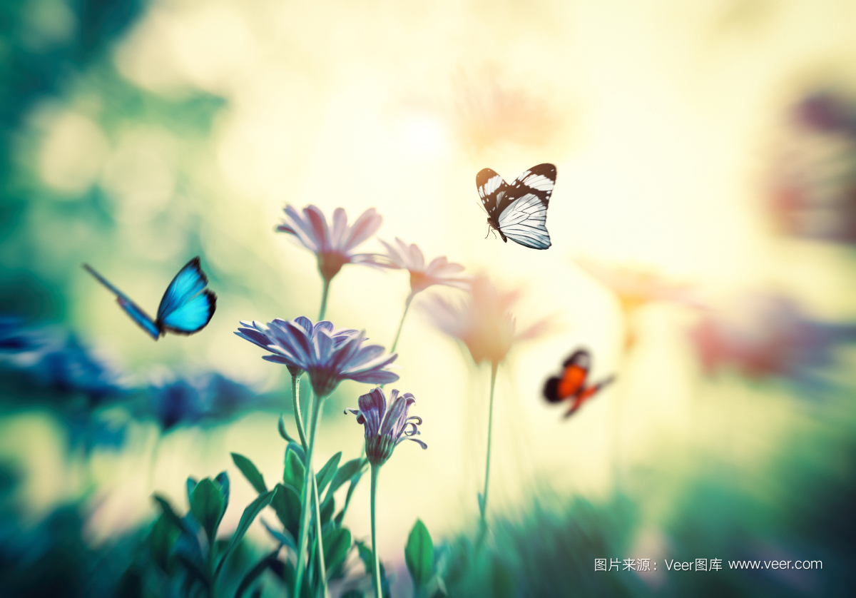 Veer开启版权图片订阅模式,低至3元/张!